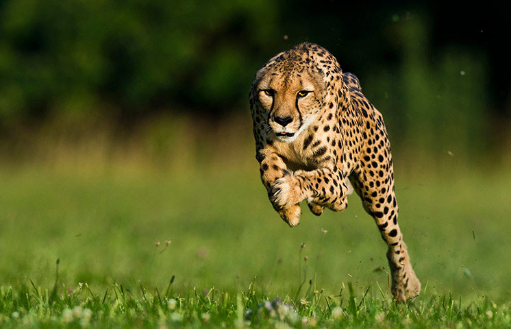 Animal photos last week: Cheetah newspaper broke the world record