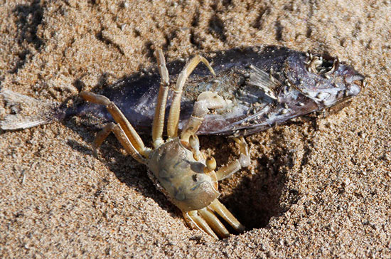 Animal photos last week: Crab scavenged fish