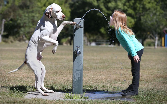 Animal photos last week: Dogs give owners water to drink