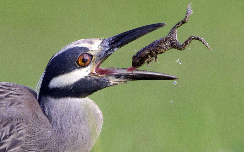 Animal photos last week: Meal of cauldron