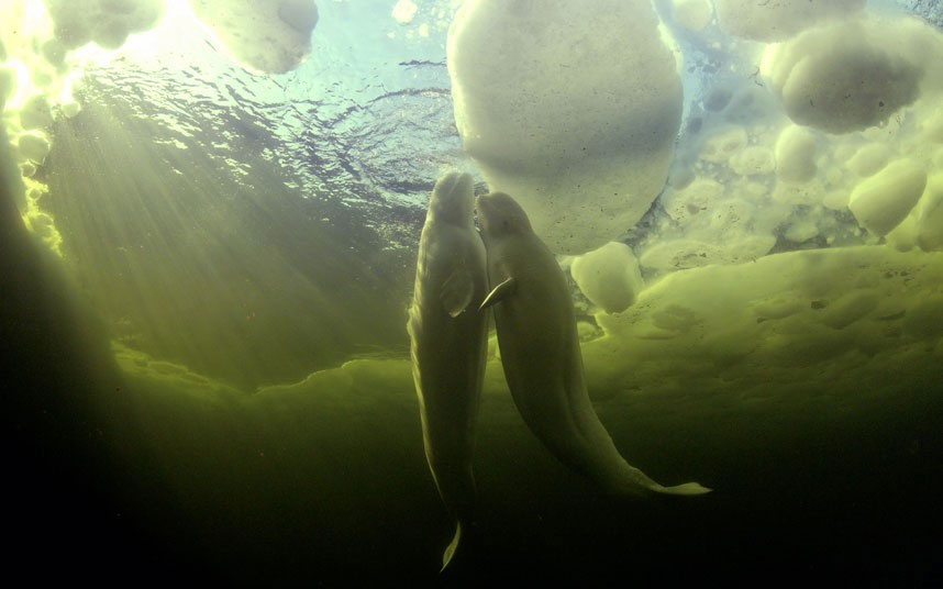 Animal photos last week: Pair of white whales wrapped tangerines together