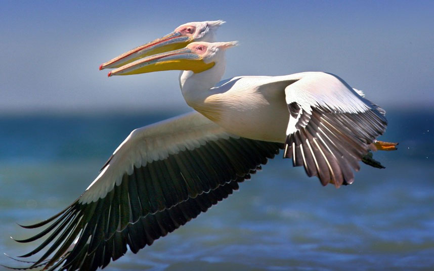 Animal photos last week: Two heads of pelicans