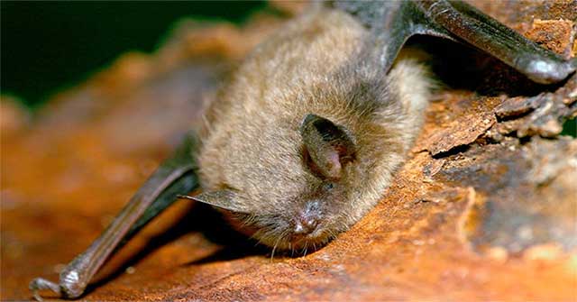 Animal 'suffering' after hibernation