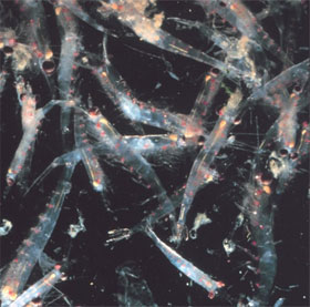 Animal urine affects the chemical composition of seawater