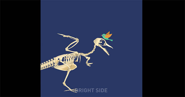 Animal weight today compared to ancient relatives