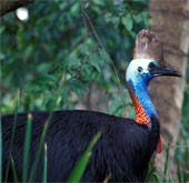 Animal world in the rainforest