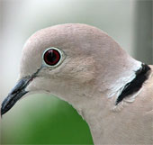 Animal world in Vatican