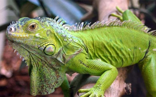 Animal world, little known things (II)