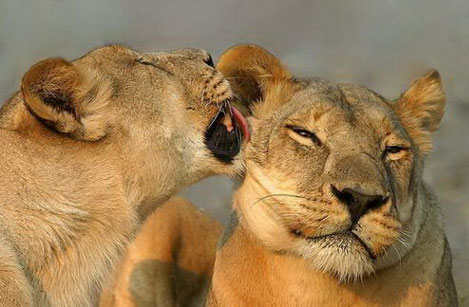 Animals also come to the top when they do