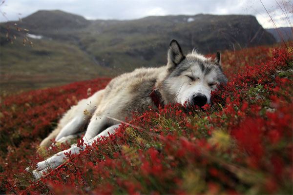 Animals also 'commit suicide' because of loneliness