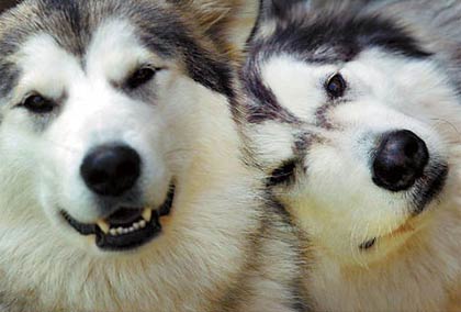 Animals also have love life?