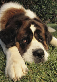 Animals also suffer from depression