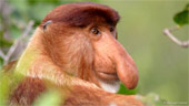 Animals and unreasonable things ... real