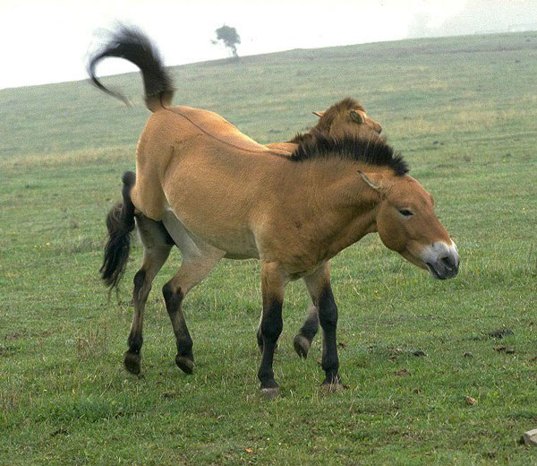 Animals are about to disappear on Earth