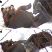 Animals are also addicted to 'relationships' by mouth