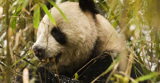 Animals are 'facing' the danger of extinction