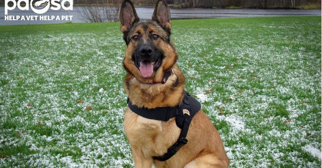 Animals are honored by courage