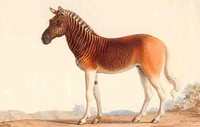Animals are only in legend