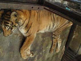 Animals at the Indonesian Zoo are in danger