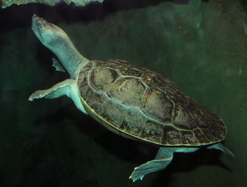 Animals break every record