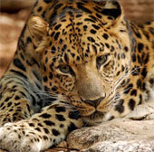 Animals can disappear forever