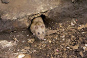 Animals can predict earthquakes