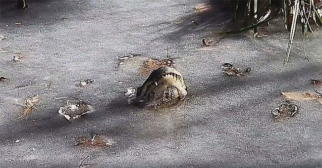 Animals can revive after freezing