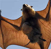 Animals carry at least 320,000 dangerous virus species