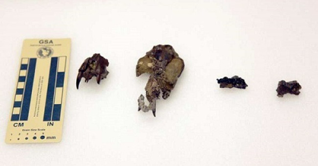 Animals carry jaws that can crush dinosaurs