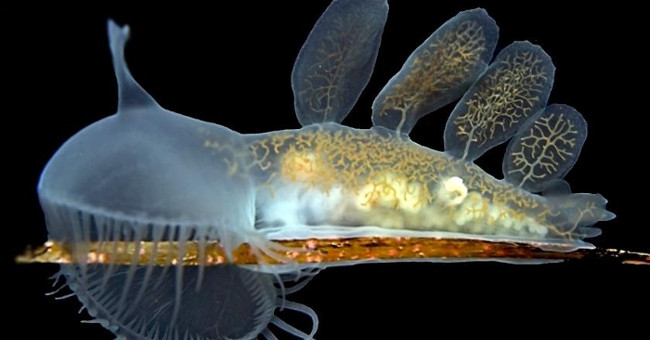 Animals chase themselves to escape predators