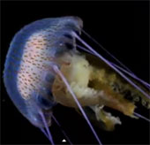 Animals do not heart, do not brain swim wonders