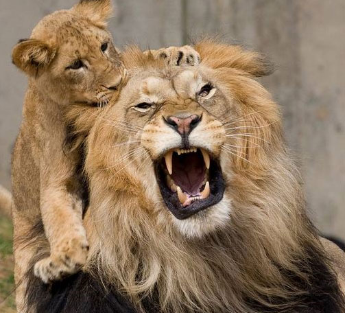 Animals have a premonition about earthquakes