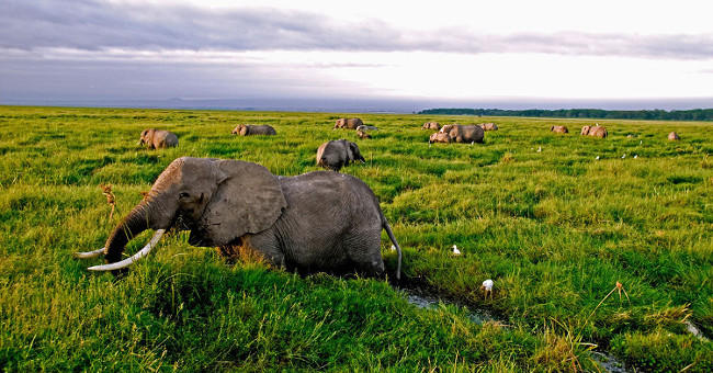 Animals have fallen by more than half since 1970, the new great extinction is coming?