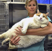 Animals have strange shapes