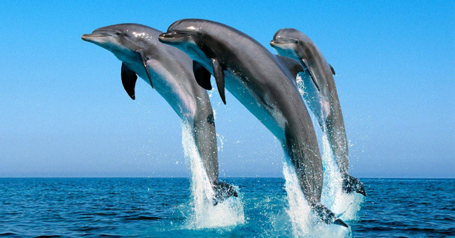 Animals have the ability to detect superhuman mines
