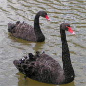 Animals have the highest homosexual rate in nature