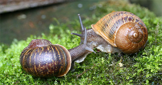 Animals have up to 25,000 teeth in their mouths