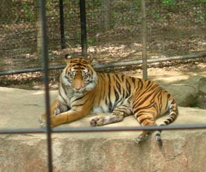 Animals in the zoo difficult to give birth?