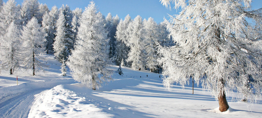 Animals live longer in colder climates