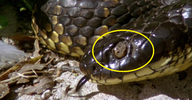 Animals make most blind, poisonous cobras on Australia