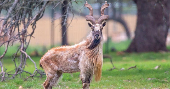Animals need to meet before they disappear