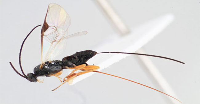 Animals on Earth behave like alien creatures
