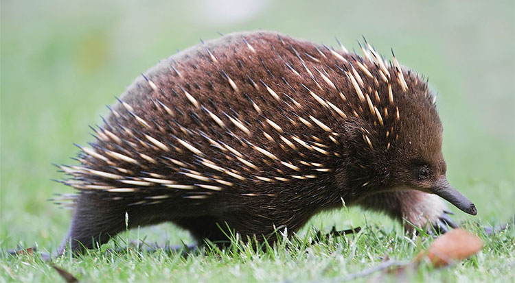 Animals possess up to ... 4 unique 'penis' on Earth