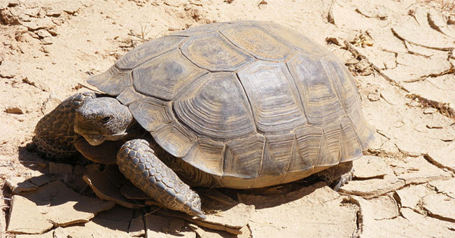 Animals that are capable of abstaining from drinking well