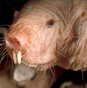 Animals that are capable of being