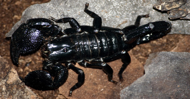 Animals that bring health to humans