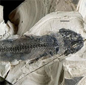 Animals that can 're-grow limbs' appear 300 million years ago