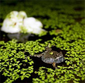 Animals that live in the moon cycle