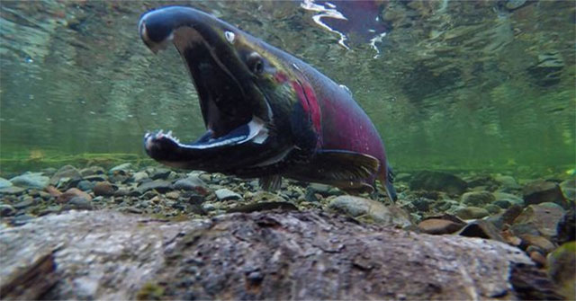 Animals wait for their whole life to be 'one night' ... and die