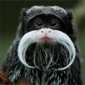 Animals with strange mustaches